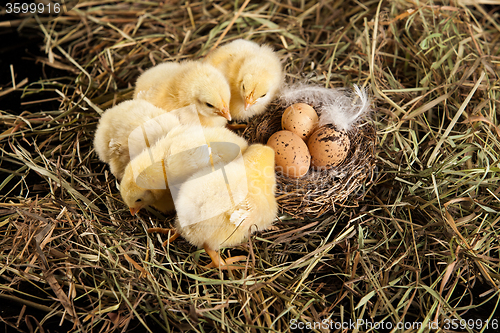 Image of Little Yellow Chicken