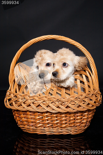 Image of Cocker Spaniel