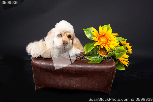 Image of Cocker Spaniel