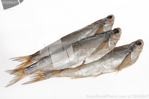 Image of Fish