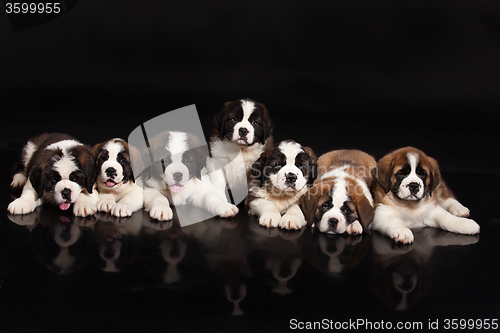 Image of St. Bernard Puppies