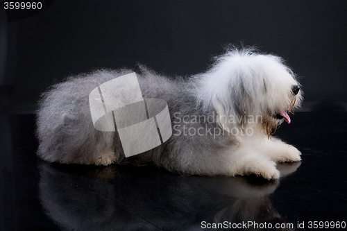 Image of Fluffi Dog