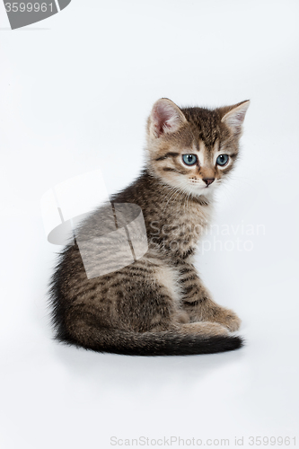 Image of Little Kittens