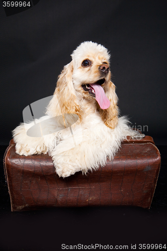 Image of Cocker Spaniel