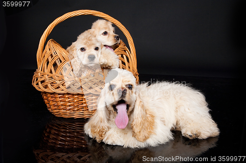 Image of Cocker Spaniel