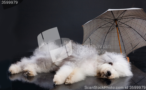 Image of Fluffi Dog And Umbrella