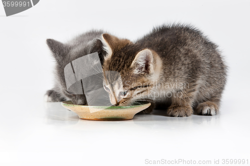 Image of Little Kittens