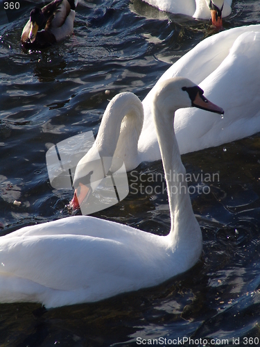 Image of Swans in lake