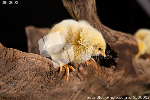 Image of Little Yellow Chicken