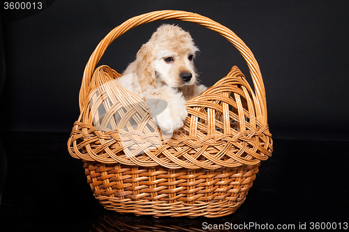 Image of Cocker Spaniel