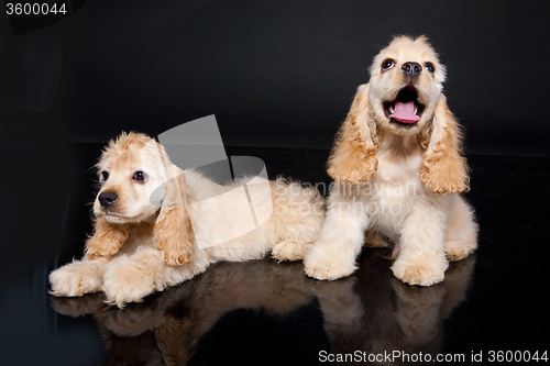 Image of Cocker Spaniel