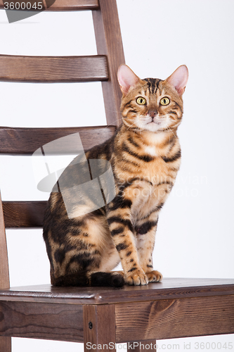 Image of Leopard Cat On A Chair