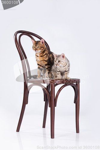 Image of Two Leopard Cats