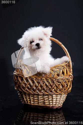 Image of Fluffi Dog