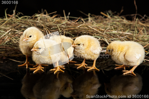 Image of Little Yellow Chicken