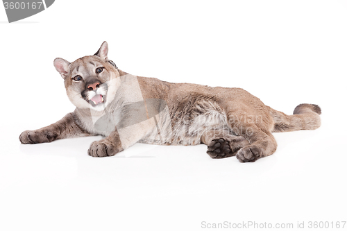 Image of Puma