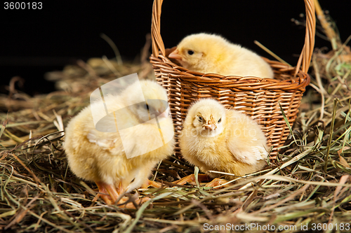 Image of Little Yellow Chicken