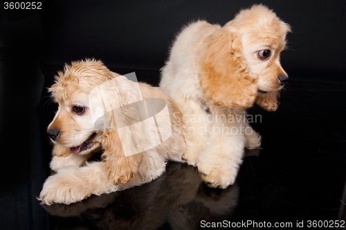 Image of Cocker Spaniel