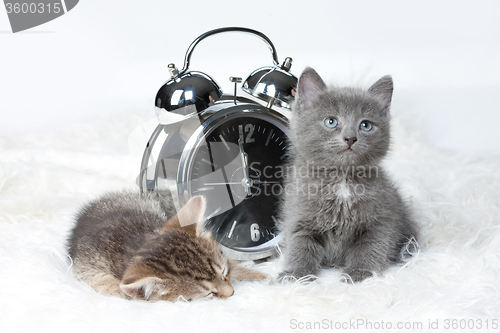 Image of Little Kittens And Alarm Clock