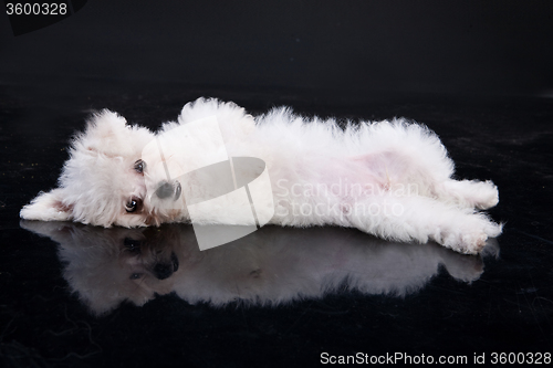 Image of Maltese Dog