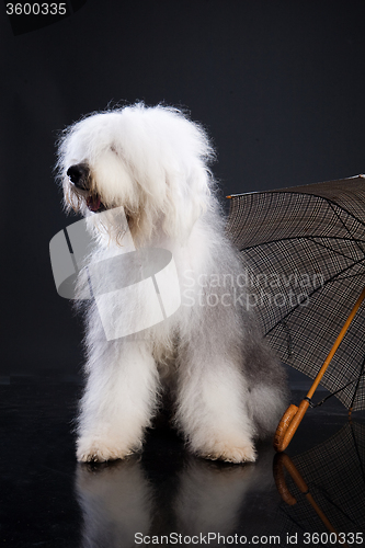 Image of Fluffi Dog And Umbrella