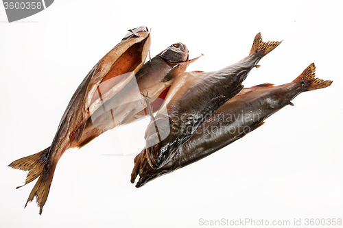 Image of Fish