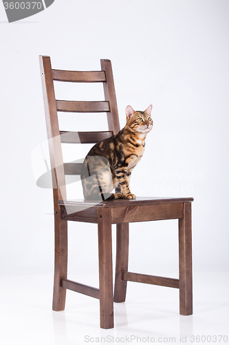 Image of Leopard Cat On A Chair