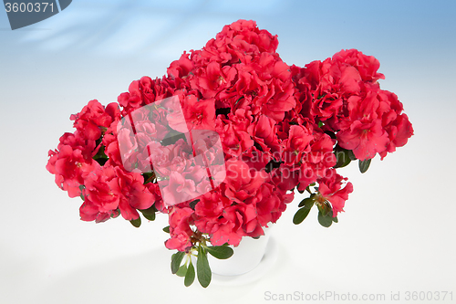 Image of Flowers