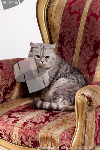 Image of Cat In The Armchair