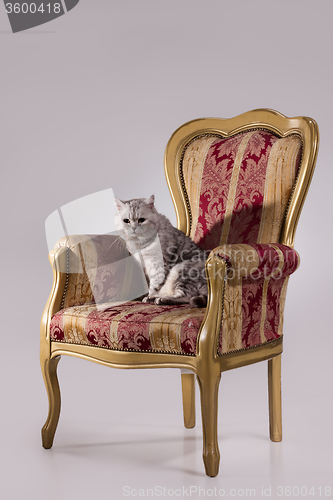 Image of Cat In The Armchair