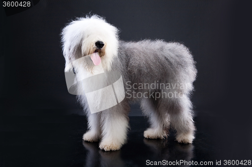 Image of Fluffi Dog