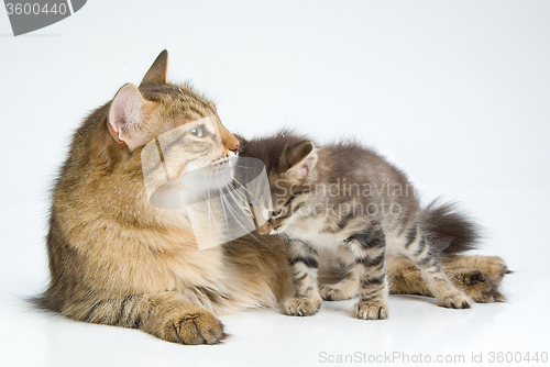 Image of Cat And Kitten