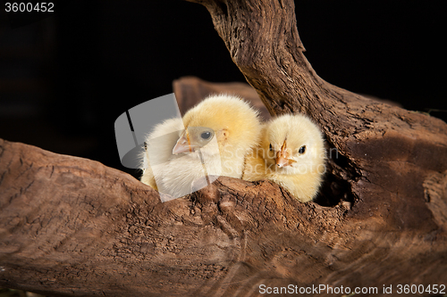 Image of Little Yellow Chicken