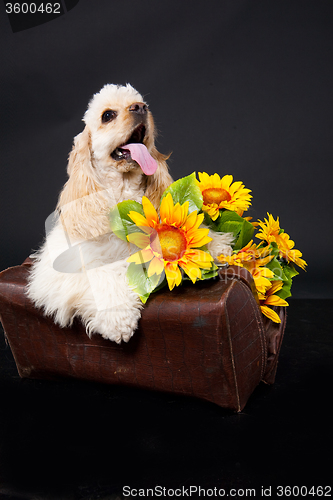 Image of Cocker Spaniel