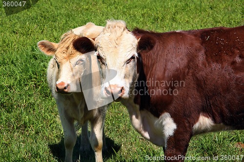 Image of Cows on green grass