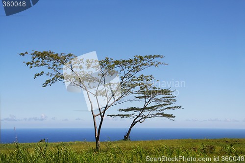 Image of Tree by the ocean