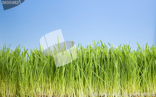 Image of Green Grass