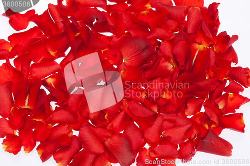 Image of Rose petals