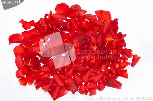 Image of Rose petals