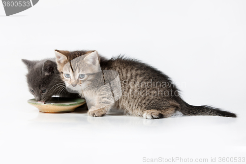 Image of Little Kittens