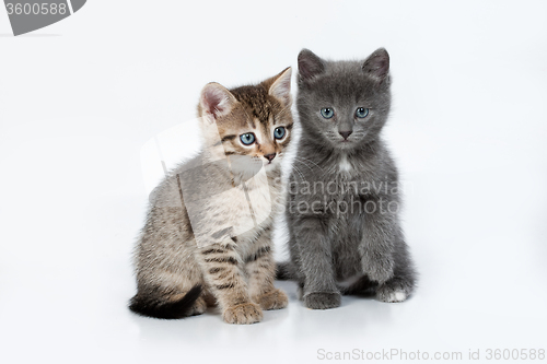 Image of Little Kittens
