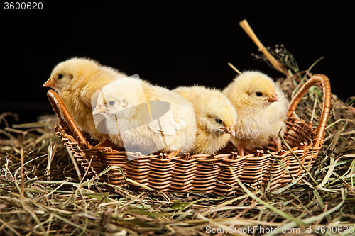 Image of Little Yellow Chicken