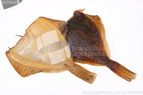 Image of Fish