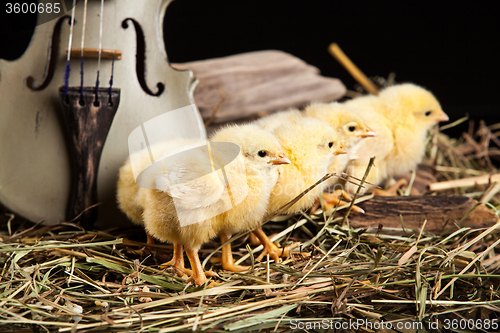 Image of Little Yellow Chicken