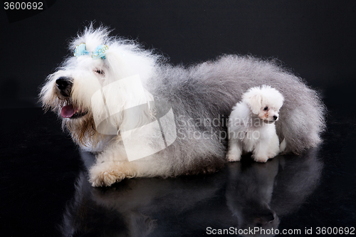 Image of Fluffi Dogs