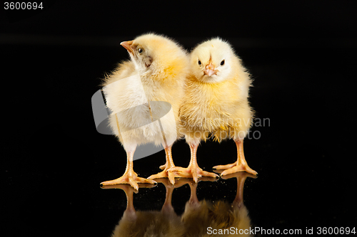 Image of Little Yellow Chickens