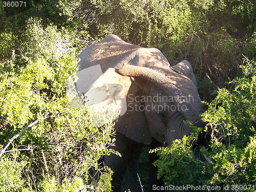 Image of Elephant eating in the forest