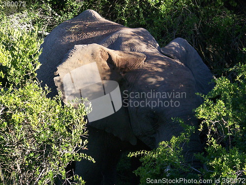 Image of Elephant in the forest