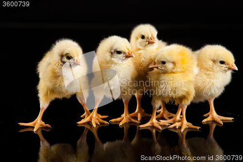 Image of Little Yellow Chickens