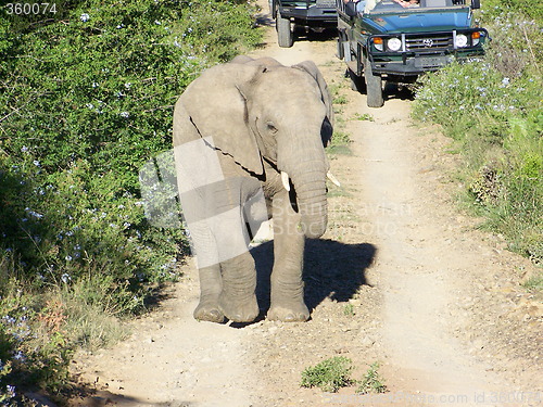 Image of young elephant on a track